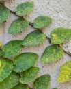Close Up of Ivy On White Wall Royalty Free Stock Photo