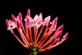 Close up Ixora Flower