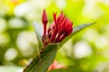 Close up Ixora flower in the garden Royalty Free Stock Photo