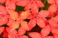 Close up Ixora Red spike flower