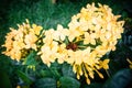 Close up of ixora yellow flower blossoming in the garden on spring green background Royalty Free Stock Photo