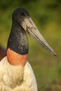 Close-up of Jabiru stork, Pantanal, Brazil Royalty Free Stock Photo