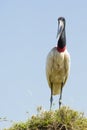 Close-up of Jabiru Stork Standing on Grassy Mound