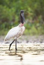 Close up of Jabiru wading in water