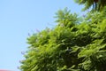 Close-up of Jacaranda fern tree branches with purple flowers on blue sky background, Jacaranda Mimosifolia Royalty Free Stock Photo