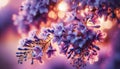 Close up Jacaranda flower season blooming Royalty Free Stock Photo