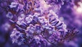 Close up Jacaranda flower season blooming Royalty Free Stock Photo