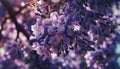 Close up Jacaranda flower season blooming Royalty Free Stock Photo