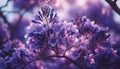 Close up Jacaranda flower season blooming Royalty Free Stock Photo