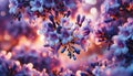Close up Jacaranda flower season blooming Royalty Free Stock Photo
