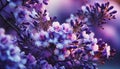 Close up Jacaranda flower season blooming Royalty Free Stock Photo