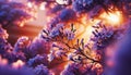 Close up Jacaranda flower season blooming Royalty Free Stock Photo