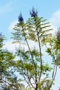 Close up of Jacaranda Tree branches with lush fern like foliage and purple trumpet shaped flowers and a blue sky, Jacaranda tree Royalty Free Stock Photo