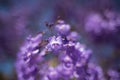 Close up of Jacaranda tree flowers. Soft focus, dreamy background