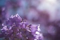 Close up of Jacaranda tree flowers. Soft focus, dreamy background