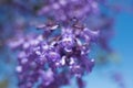 Close up of Jacaranda tree flowers. Soft focus, dreamy background