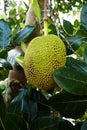 A close up of a jack fruit hanging from a tree Royalty Free Stock Photo