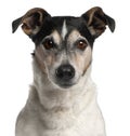 Close-up of Jack Russell Terrier, 12 years old