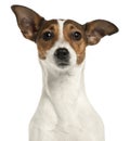 Close-up of Jack Russell Terrier