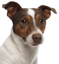 Close-up of Jack Russell Terrier, 3 years old