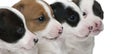 Close-up of Jack Russell Terrier puppies