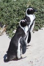 2 Adult African Penguins