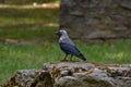 Jackdaw stands at the edge of a stone wall.
