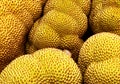 Close up jackfruit