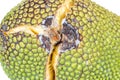 Close up jackfruit with crack peel Royalty Free Stock Photo
