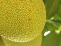 Close up of jackfruit skin texture. Royalty Free Stock Photo