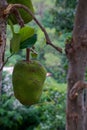 Close-up of a Jackfruit on a tree, Ella, Sri Lanka