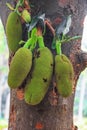Close up of Jackfruits on the tree in India