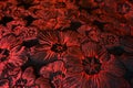 Close up of jacquard cloth with crimson red flowers