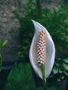 Close-up of jagged blooming flower with white leaves in a garden