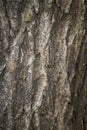 A close up of jagged grey tree bark