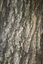 A close up of jagged grey tree bark