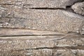 A close up of jagged grey tree bark