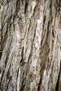 A close up of jagged grey tree bark