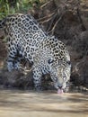 Close up of a Jaguar drinking water from the river