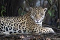 Close up of a Jaguar lying on a tree