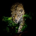 Close up Jaguar Portrait Royalty Free Stock Photo