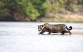 Close up of a Jaguar stalking prey in water