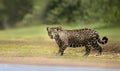 Close up of a Jaguar walking near river