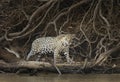 Close up of a Jaguar walking on a river bank