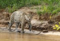 Close up of a Jaguar walking on a riverbank