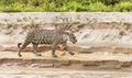Close up of a Jaguar walking on a riverbank