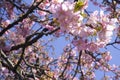 Close-up Japan cherry blossom pink flower sakura branch nature background Royalty Free Stock Photo