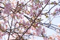 Close-up Japan cherry blossom pink flower sakura branch nature background