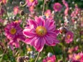 Japanese anemone (Anemone hybrida) \'Pamina\' flowering with large, deep pink, cup-shaped flowers in the