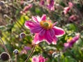 Japanese anemone (Anemone hybrida) \'Pamina\' flowering with double, pink, cup-shaped flowers in the